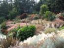 Grasses at Bonython